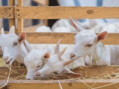 Commercial Goat Farming in India & the Importance of Bakri Eid (Qurbani) for Goat Farmers goat