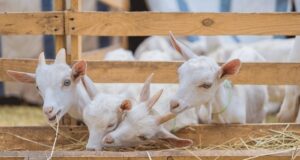 Commercial Goat Farming in India & the Importance of Bakri Eid (Qurbani) for Goat Farmers goat