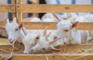 Commercial Goat Farming in India & the Importance of Bakri Eid (Qurbani) for Goat Farmers goat