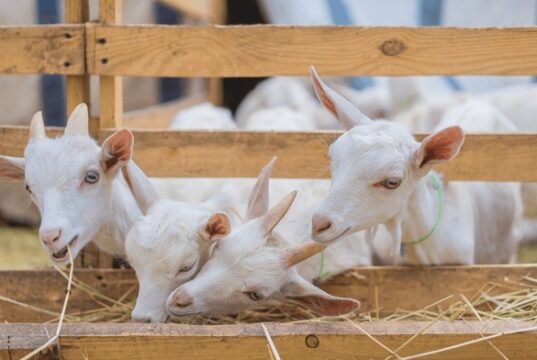 Commercial Goat Farming in India & the Importance of Bakri Eid (Qurbani) for Goat Farmers goat